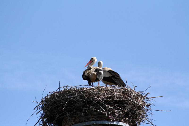 Storchennest