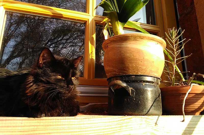 Katze auf der Fensterbank